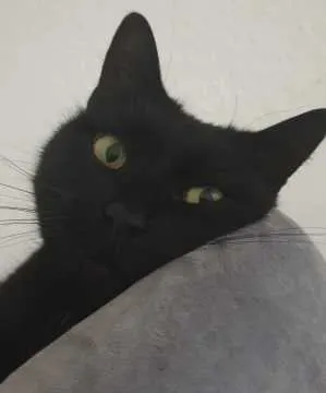 Stella, Sehnde