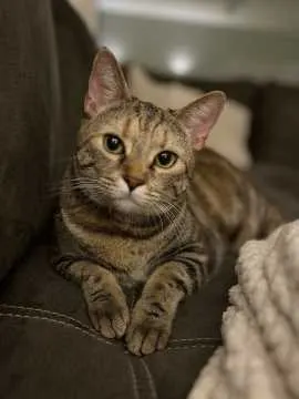 Molly, Wittlich