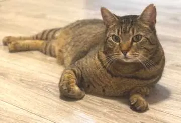 Findus, Hille