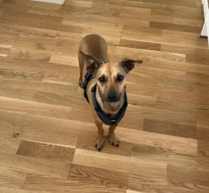 Lino, Leonberg