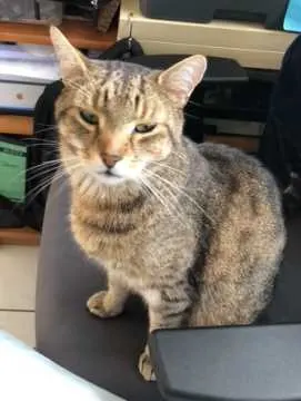 Simba, Großostheim