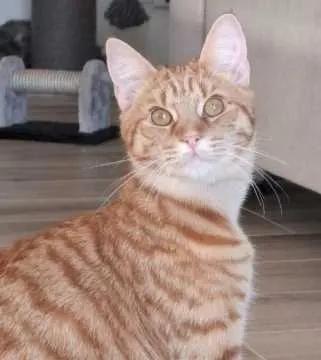 Tiger, Wörth am Rhein