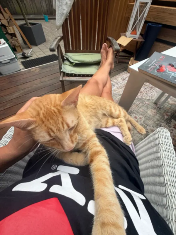 Simba, Rottweil