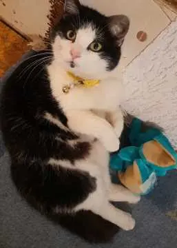 Blacky, Sömmerda