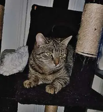 Minou, Versmold