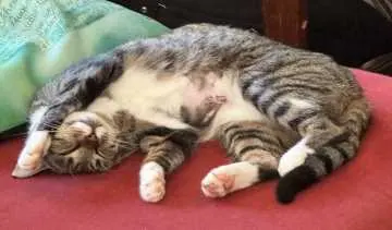 Suki, Göttingen