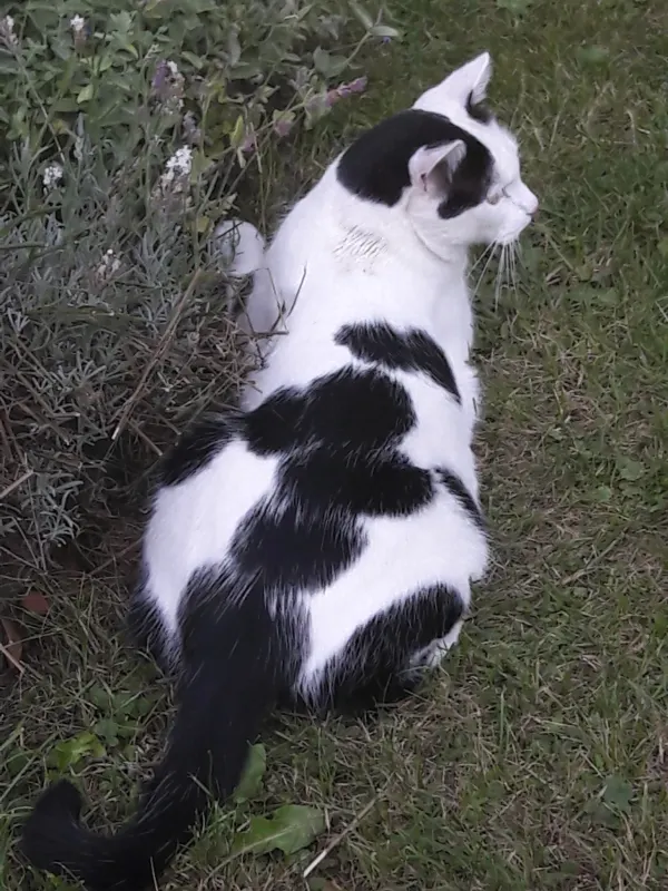 Filou, Pfullingen