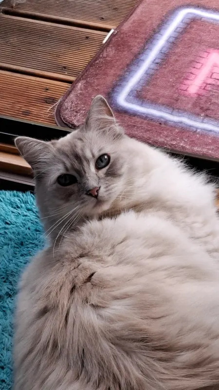Fiona, Zwickau