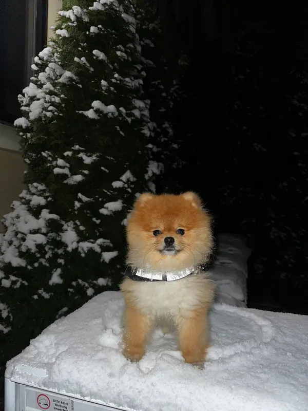 Milo, Zwickau