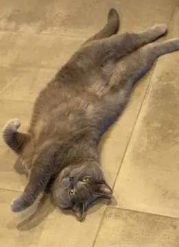 Gizmo, Achstetten