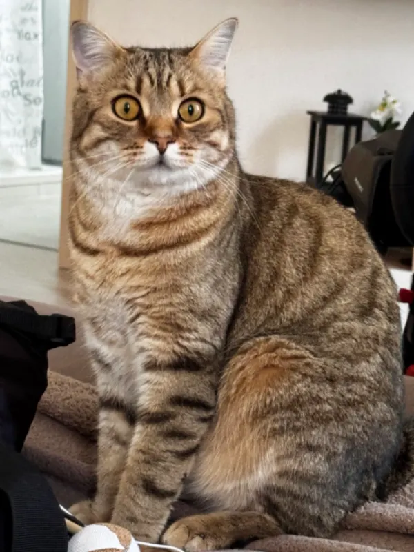 Leo, Schwandorf in Bayern