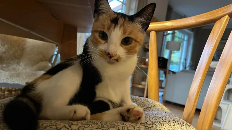Lulu, Neubrück