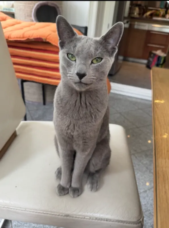 Gino, Neuss