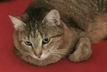 Nala, Bad Lippspringe