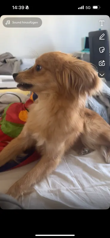 Simba, Neuss