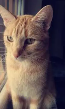Charly, Schlüchtern