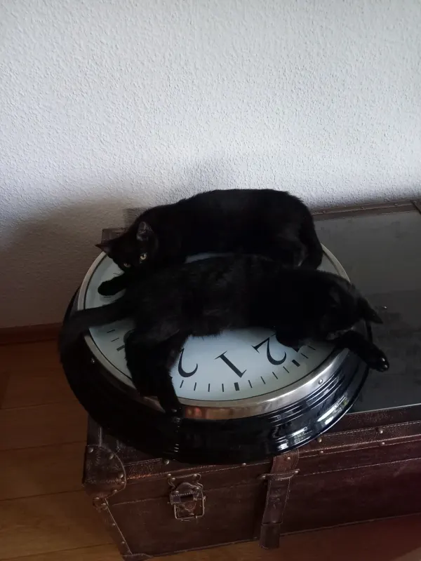 Panko und Görli, Ahlen