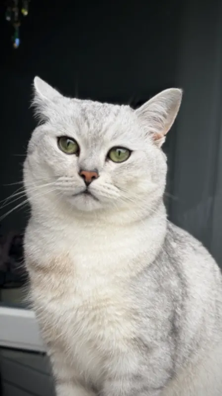 Milo, Ahlen