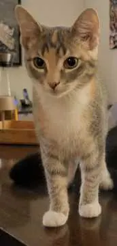 Lotti, Lübeck
