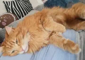 Simba, Bernburg (Saale)