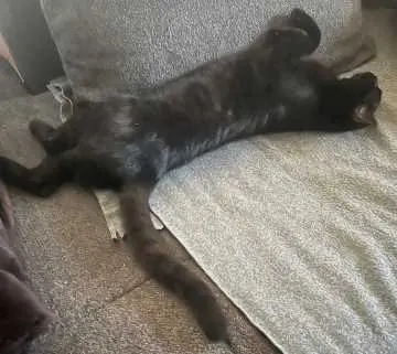 Filou, Heitersheim