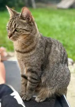 Ozzy, Osnabrück