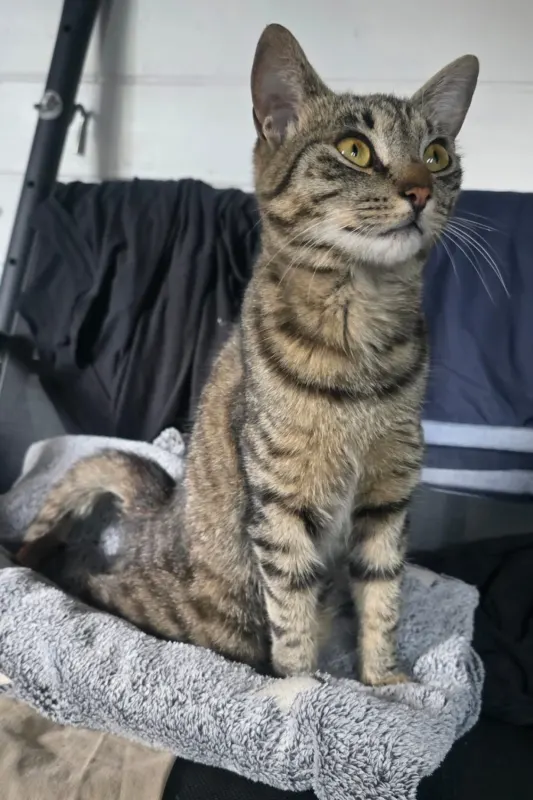 Mimi, Emmerich