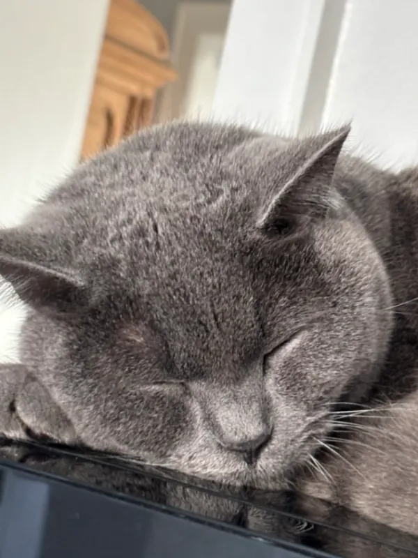Grey, Emmerich