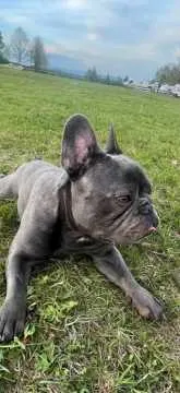 Buddy, Eichwalde