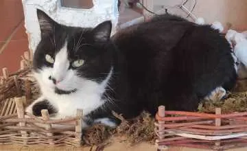 Charly, Donauwörth