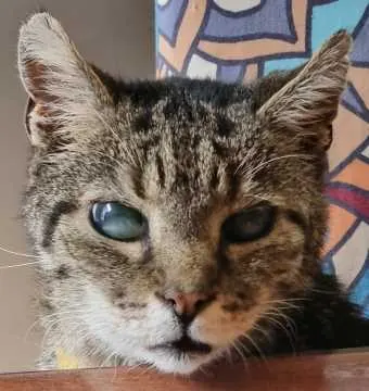 Boris, Mainhausen