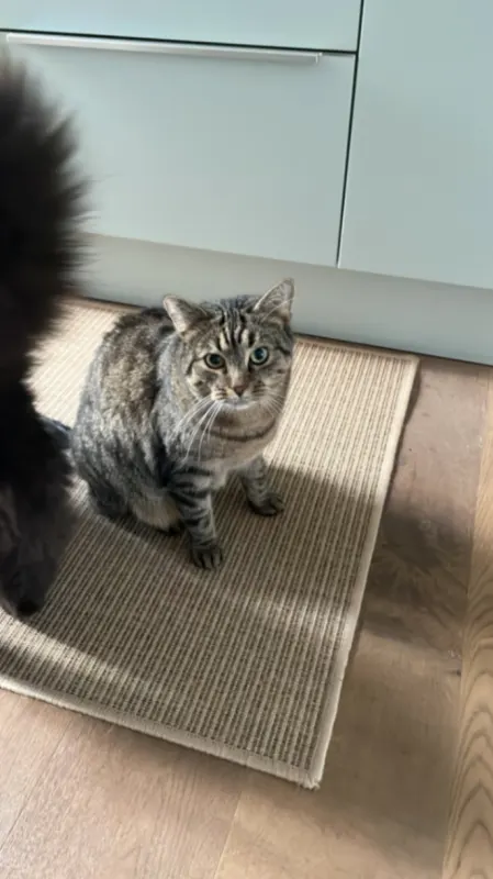 Romy, Geldern