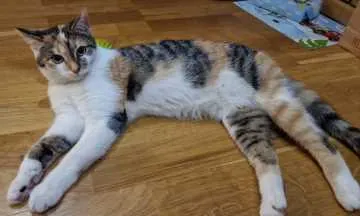 Lilly, Theisseil-Letzau