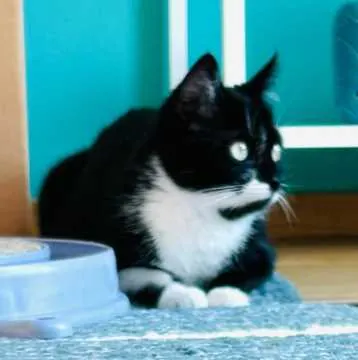 Mimi, Witzenhausen