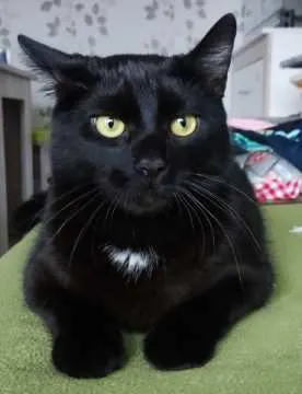 Felix, Anröchte