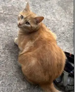 Bruno, Lödla