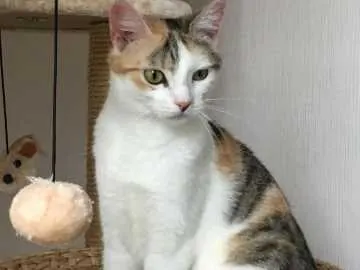 Maja, Breidenbach