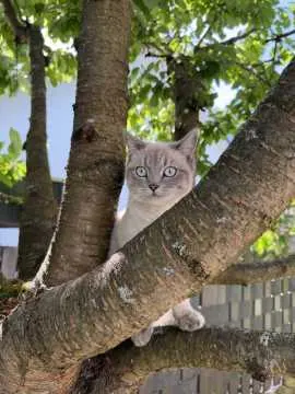 Yuki, Mölln