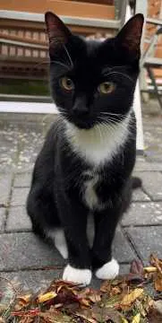 Milly, Schwerin