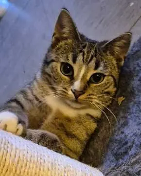 Luna, Lübbecke