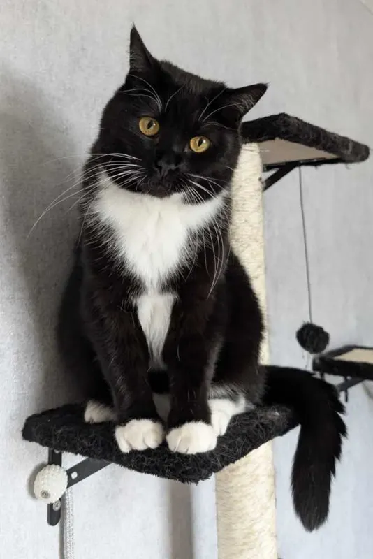 Luna, Haste