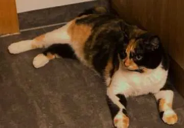 Mina, Suhl