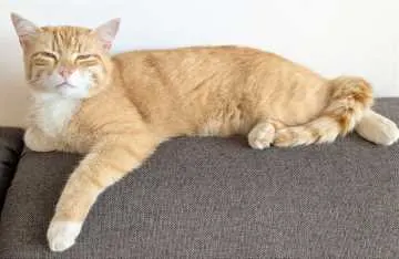 Peanut, Bretten
