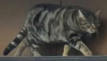 Luci, Sigmaringendorf