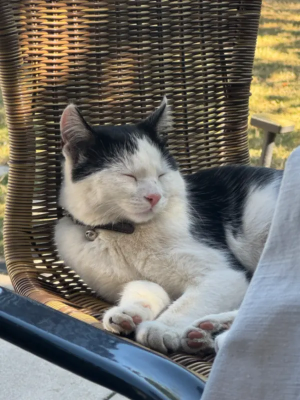 Kiko, Menden