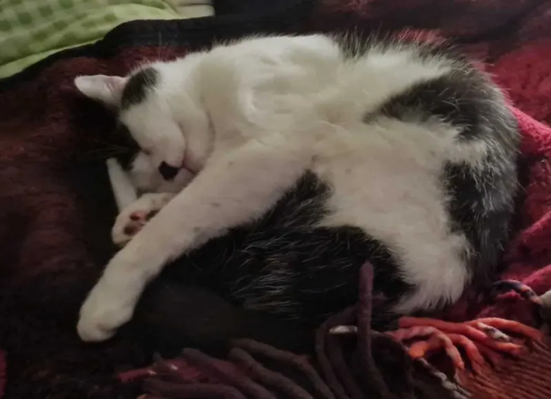 Sammy, Siegen