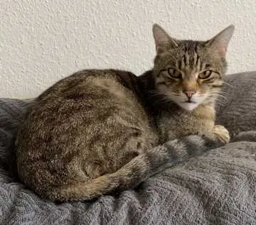 Samy, Friedrichshafen