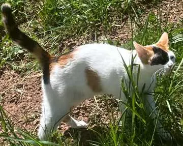 Pixie, Bad Hersfeld
