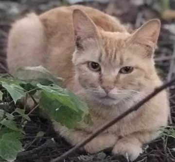 Percy, Sehnde
