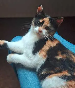 Mika, Harsewinkel
